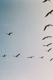 好看的若是只有蓝天也是孤独的它也要用生命装点图片