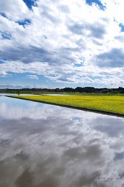 好看是否在某个地方，你也似曾相遇这样的油菜花田图片