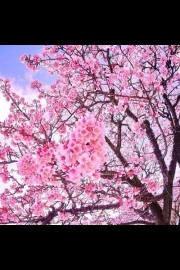 漂亮适合做头像的樱花真实，粉色樱花意境风景图片