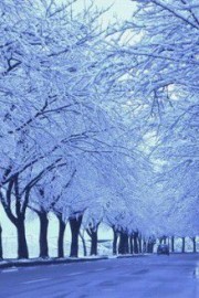 一直等着的一场大雪埋藏那个秋天我所有的记忆图片