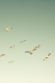 超美海鸥是这个蓝天下飞舞的生命图片