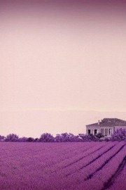 超美天空中的晚霞也与薰衣草朝相辉映出神秘图片