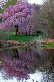 唯美过去的就过去吧如这一树樱花散落图片