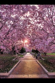 我想挽着你的手来看樱花图片