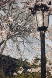 好看随着春天的脚步观赏樱花图片