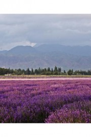 去那片开满薰衣草的美味花园图片