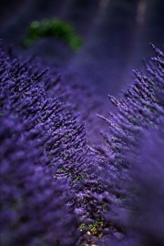 去法国吧恋上这紫色的薰衣草图片