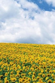 漂亮向日葵的世界绽放着希望图片