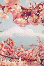 唯美相约在樱花绽放的那个季节过属于我们的情人节图片