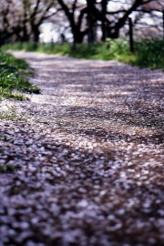 好看大树下落叶落花堆积，诉说流逝年华图片