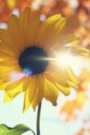 向日葵总能给人们带来希望的曙光图片