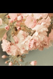 盛开中的唯美花朵高清图片大全