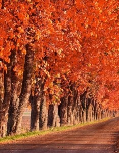 超美枫之舞谁懂这叶下的悲哀图片