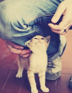 好看小猫哦总是在不停的卖萌图片