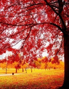 唯美你爱秋天的色彩更爱枫叶的美图片