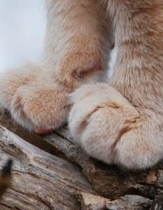 漂亮养猫的女生一定是折翅的天使图片