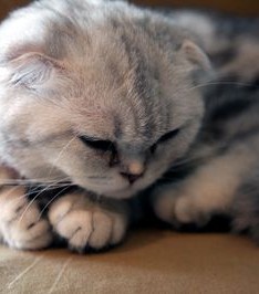 好看的世界已经再也无法阻止猫们卖萌了图片