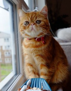 超美猫的眼神总是能杀死人可爱的让人受不了图片