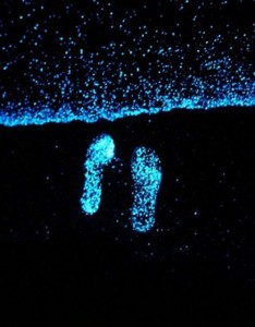 漂亮马尔代夫夜晚海边那么明亮图片