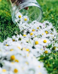 小清新菊系鲜花唯美图片