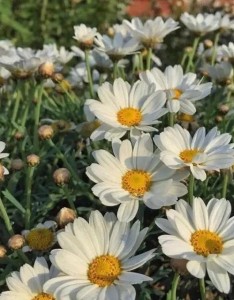 夏日清新唯美的小雏菊图片