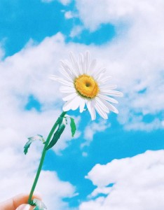 清新纯粹近乎透明的蓝与盛放的花儿图片