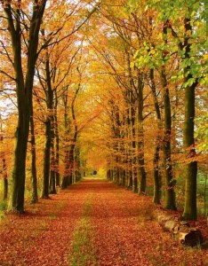 最新满地的枫叶带着我那深幽的心而降图片