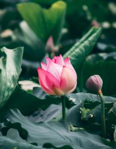 清新淡雅的荷花盛开唯美图片