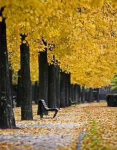 超美如果可以请让我倾身于这片枫海中吧图片