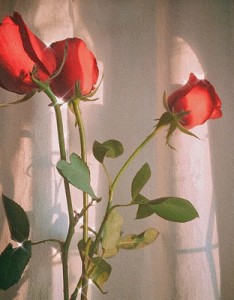 唯美红玫瑰与白玫瑰精致生活图片