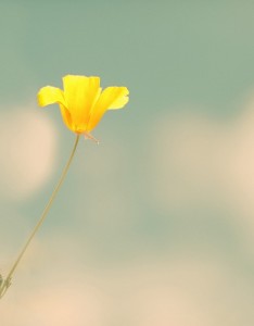 可爱的花儿LOMO图片二