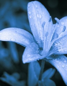 可爱的花儿LOMO图片