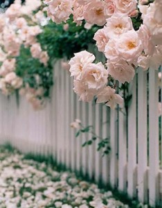 满栅栏美丽的玫瑰图片