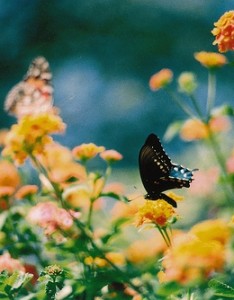 可爱的花儿LOMO图片三