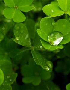 四叶草图片 四叶草爱情唯美图片