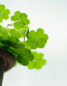 幸运草唯美图片大全