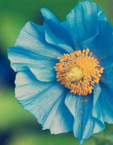 唯美鲜花意境图片