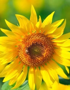 向日葵唯美图片