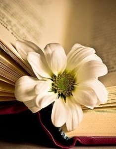 书籍素材唯美意境图片