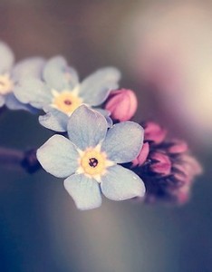 那些花儿唯美伤感图片