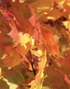 秋季枫叶唯美好看图片合集 桂花落了枫叶红了你还没有来