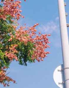 2022最新超级绚烂好看的栾树花图片合集 浪漫的栾树惊艳了这个秋天