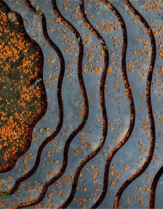 氛围感又好看的秋季桂花图片 踩过桂花的鞋底都是香的