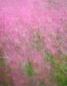 最新超级美的粉黛乱子草图片高清 要相信会降临很多粉色的浪漫