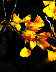 2022秋天快乐图片唯美 初秋天气晴宜收集快乐