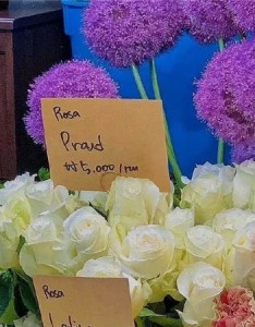 2022浪漫温柔高级感鲜花背景图 我怎么会浪漫呢浪漫的是鲜花