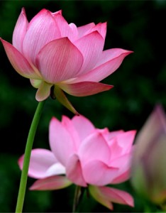 2022夏季荷花盛开高清的图片 小荷尖尖荷叶田田