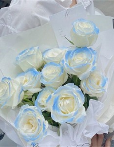 碎冰蓝玫瑰花背景图超级的浪漫 碎冰蓝是假的但爱是真的