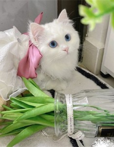 2022很萌的又很可爱让人喜欢的猫咪图片 这是迪士尼在逃小猫吧