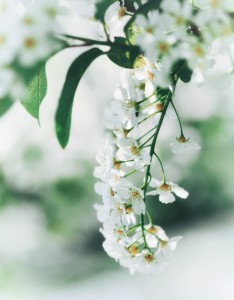 小清新梨花唯美意境图片